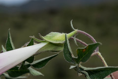 Ipomoea pubescens