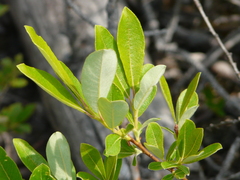 Salix humilis