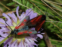 Zygaena minos
