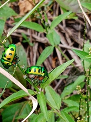 Chrysocoris stollii