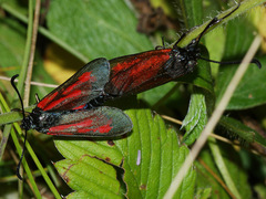Zygaena minos