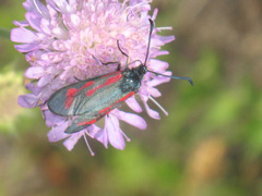 Zygaena minos