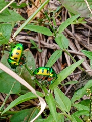 Chrysocoris stollii