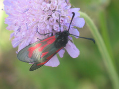 Zygaena minos