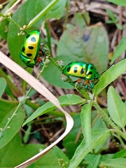 Chrysocoris stollii