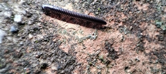 Ommatoiulus rutilans