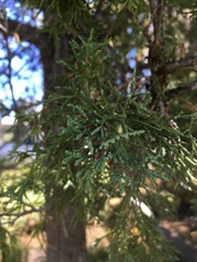Juniperus osteosperma