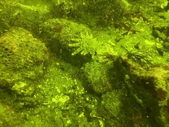 Pycnopodia helianthoides