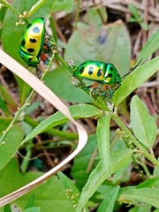 Chrysocoris stollii