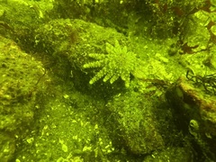 Pycnopodia helianthoides