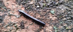 Ommatoiulus rutilans