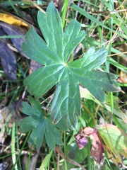 Geranium viscosissimum