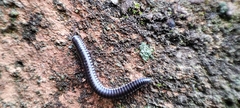 Ommatoiulus rutilans