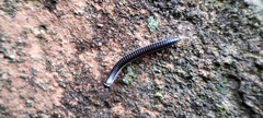 Ommatoiulus rutilans