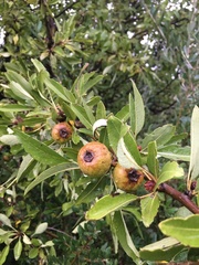 Pyrus spinosa