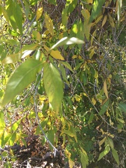 Populus