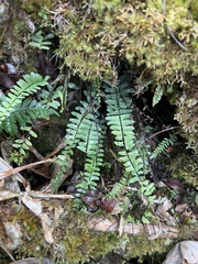 Asplenium normale