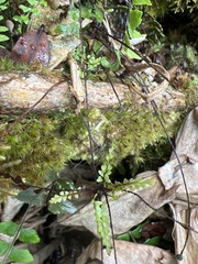 Asplenium normale