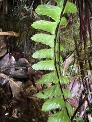 Asplenium normale