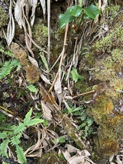 Asplenium normale