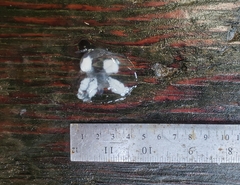 Ptychogena lactea