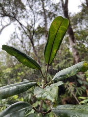 Melicope anisata