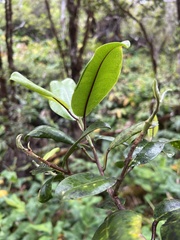 Melicope anisata