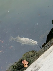 Oncorhynchus tshawytscha