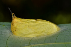 Blenina quinaria