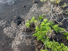 Astydamia latifolia