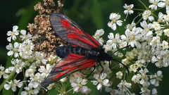 Zygaena osterodensis