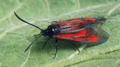 Zygaena osterodensis