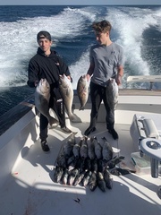 Caulolatilus microps