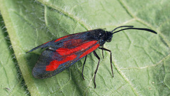 Zygaena osterodensis
