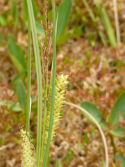 Carex rostrata