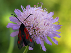Zygaena osterodensis