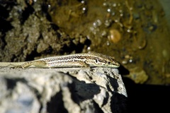 Phoenicolacerta troodica