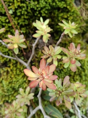 Sedum