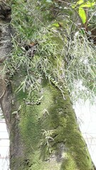 Rhipsalis baccifera
