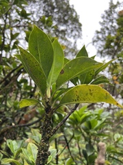 Scaevola glabra