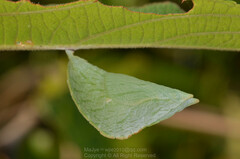 Euripus nyctelius