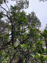 Scaevola glabra