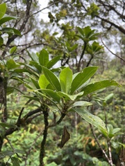 Scaevola glabra