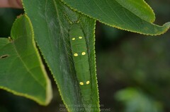 Euripus nyctelius