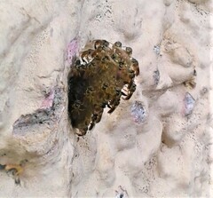 Tetragonisca angustula