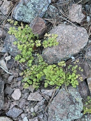 Cymopterus hallii