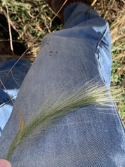 Hordeum