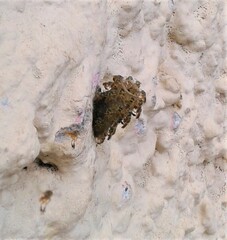 Tetragonisca angustula