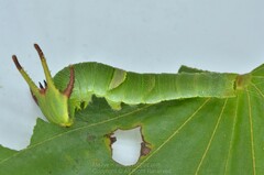 Polyura eudamippus