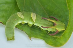 Polyura eudamippus
